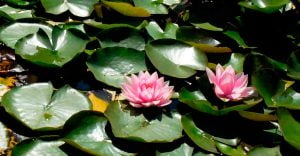 Trevlig sommar önskar Föräldrakraft och HejaOlika